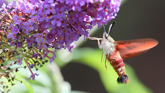 Hummingbird Clearwing Moth (Hemaris thysbe), Olive/Burgundy
