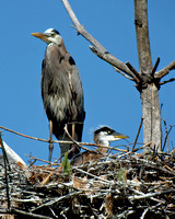 Great Blue Heron with Young