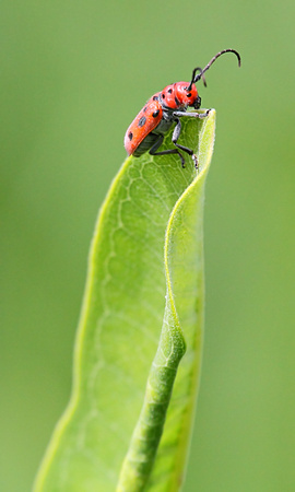 Red Milkweed Beetle (Tetraopes femoratus)