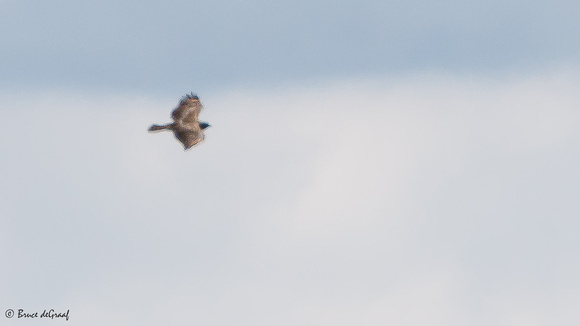 Red-tailed Hawk?