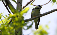 Blackpoll (Warbler)