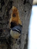 Red-breasted Nuthatch Building a Nest
