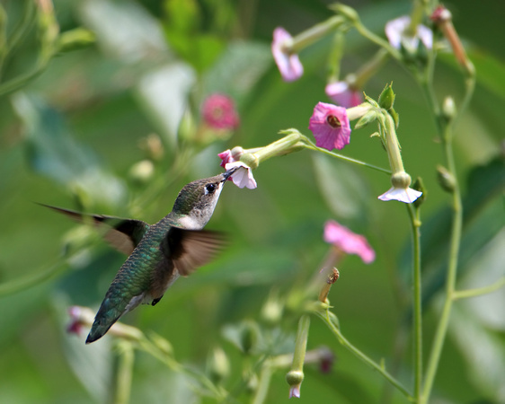 Ruby-throated Hummingbird on Nicotiana