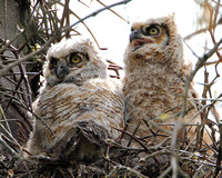 2011/05/08 Mt Auburn Great Horned Owlets