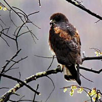 2006/04/22 White-tailed Hawk, Hadley, MA (MAS)