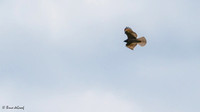 Red-tailed Hawk, dark juvenile?