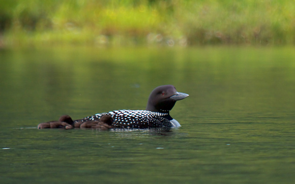 Common Loon with 5 day old hatchlings