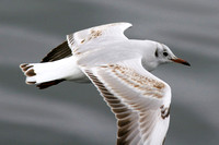 Black-headed Gull Flight Shot