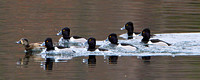 Catch me if you can!  Ring-necked Duck (Aythya collaris)
