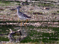 Greater Yellowlegs