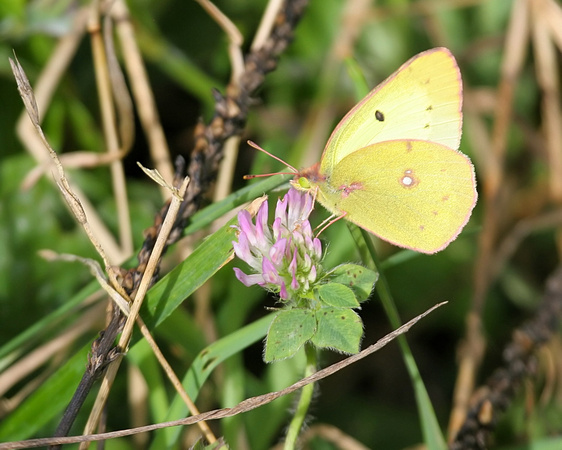 Clouded Sulfur Butterfly