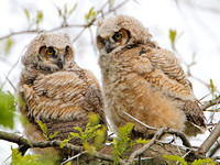 2011/05/14 Mt Auburn Great Horned Owlets