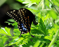 Black Swallowtail (Papilio polyxenes) Ovipositing on Celery