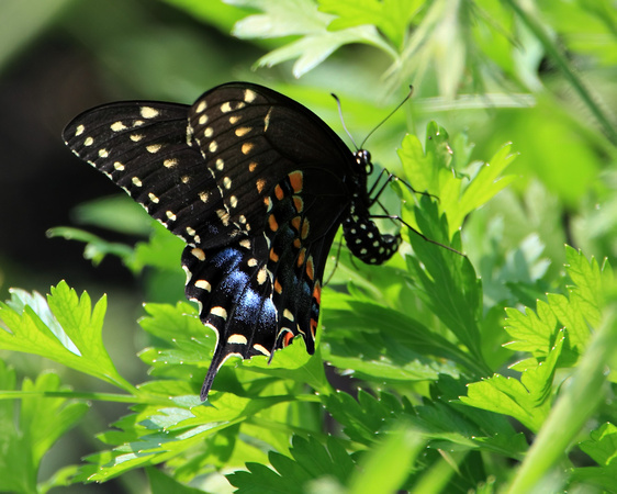 Black Swallowtail (Papilio polyxenes) Ovipositing on Celery