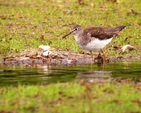 Solitary Sandpiper