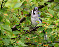 First Year Blue Jay in a Crab Apple Tree