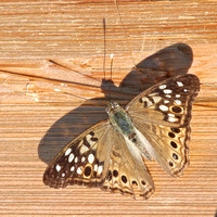 Hackberry Emperor (Asterocampa celtis) Butterfly