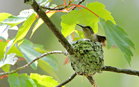Ruby-Throated Hummingbird (Archilochus colubris), female, at its nest, tending young