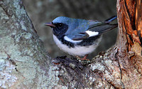 Black-throated Blue (Warlber)