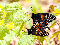 Black Swallowtails mating