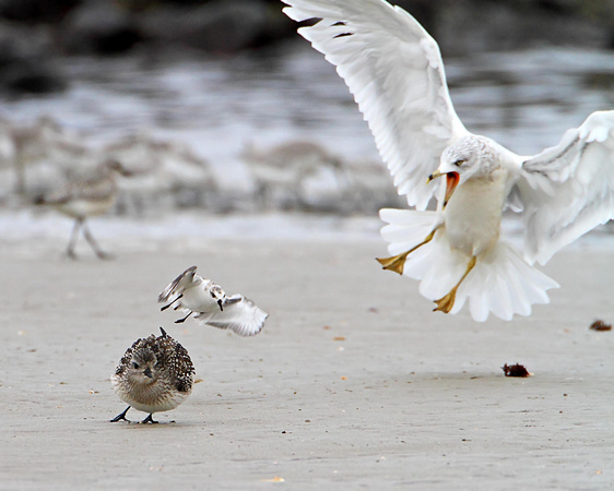 Black-bellied Plover & Sanderling being assulted by a Ring-billed Gull