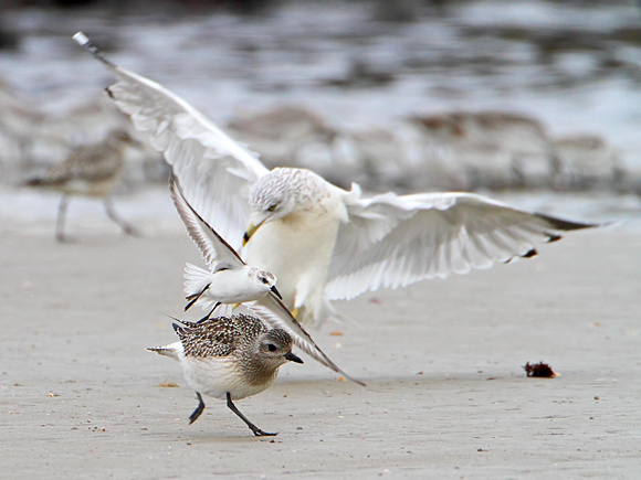 Black-bellied Plover & Sanderling being assulted by a Ring-billed Gull