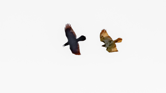 Common Raven (Covus corax) chased by Red-Tailed Hawk (Buteo jamaicensis)