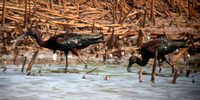 Glossy Ibis (life birds at the time)