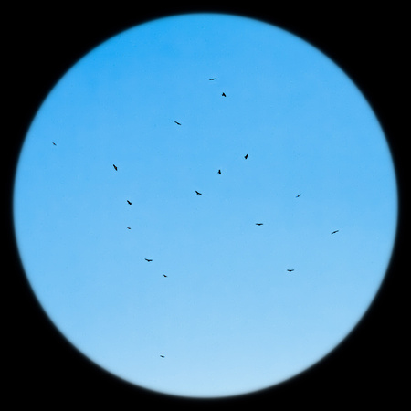 Broad-winged Hawks Kettling, view similar to 20 power spotting scope