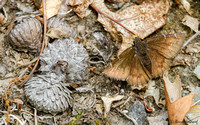 Northern Cloudywing (Thorybes pylades)