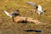 Feuding Pectoral Sandpipers