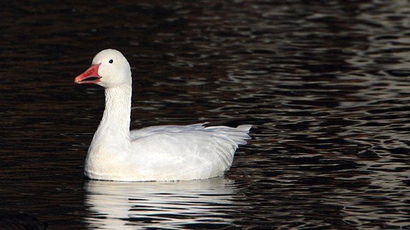 Snow Goose