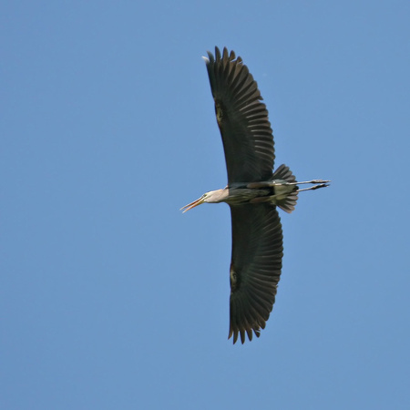 Great Blue Heron Flight Shot
