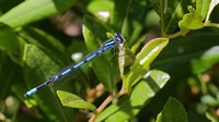 Bluet Species (Enallagma sp.), male ... possibly Marsh or Hagen's