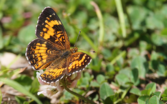 Harris's Checkerspot Butterfly (Chlosyne harrisii)