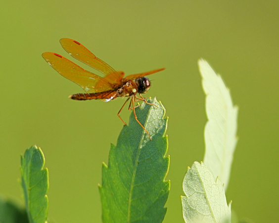 Eastern Amberwing (Perithemis tenera) Dragonfly