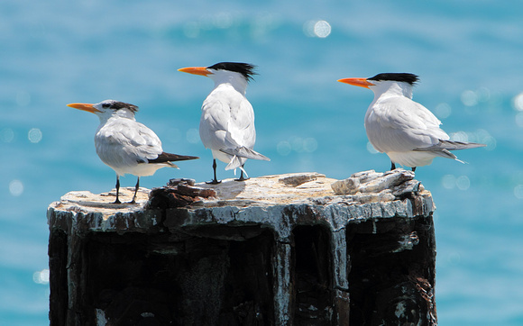 Royal Tern (Thalasseus maximus)
