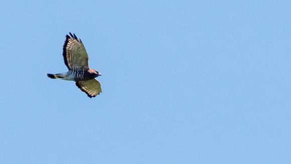 Broad-winged Hawk (Buteo platypterus), light adult