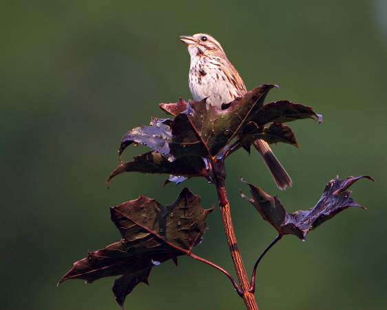 Savannah Sparrow, Song Sparrow or hybrid?