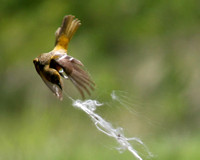 Baltimore Oriole (female) Gathering Nesting Materials