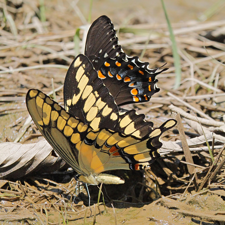 Giant Swallowtail (Papilio cresphontes) with a Spicebush Swallowtail (Papilio troilus)