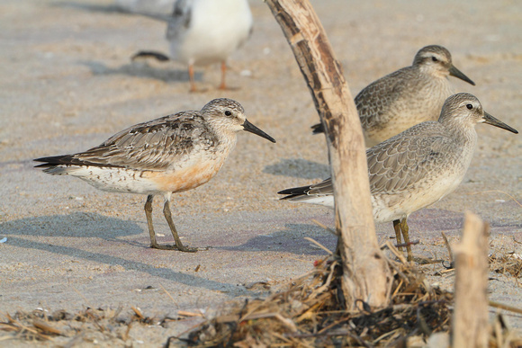 Red Knots (3)