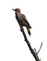 Male Northern Flicker on the Lookout