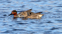 American Green-winged Teal (Anas crecca)