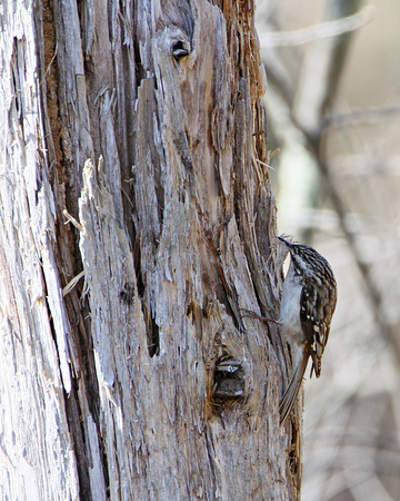 Brown Creeper building a nest