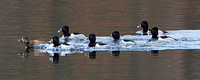 You're falling behind!  Ring-necked Duck (Aythya collaris)