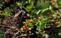 American Robin Nesting