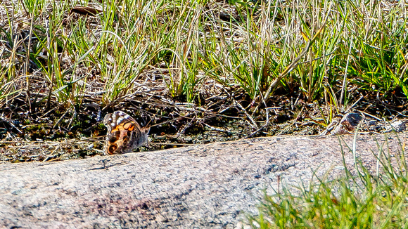 American Lady Butterfly (Vanessa virginiensis) sunning at the summit