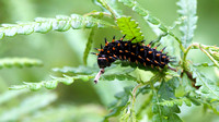 Great Spangled Fritillary (Speyeria cybele) Caterpillar