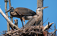 Great Blue Heron Nest with Young